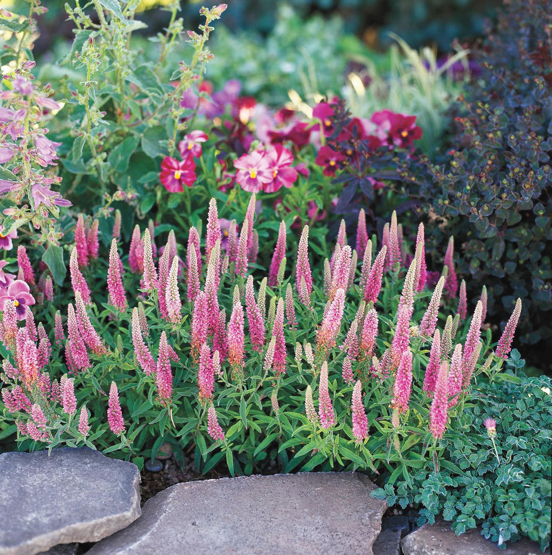 Veronica spicata "First Love" 0.10 - 0.20 m by Gradina Noastra