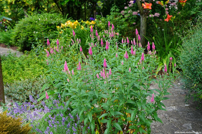 Veronica spicata "First Love"