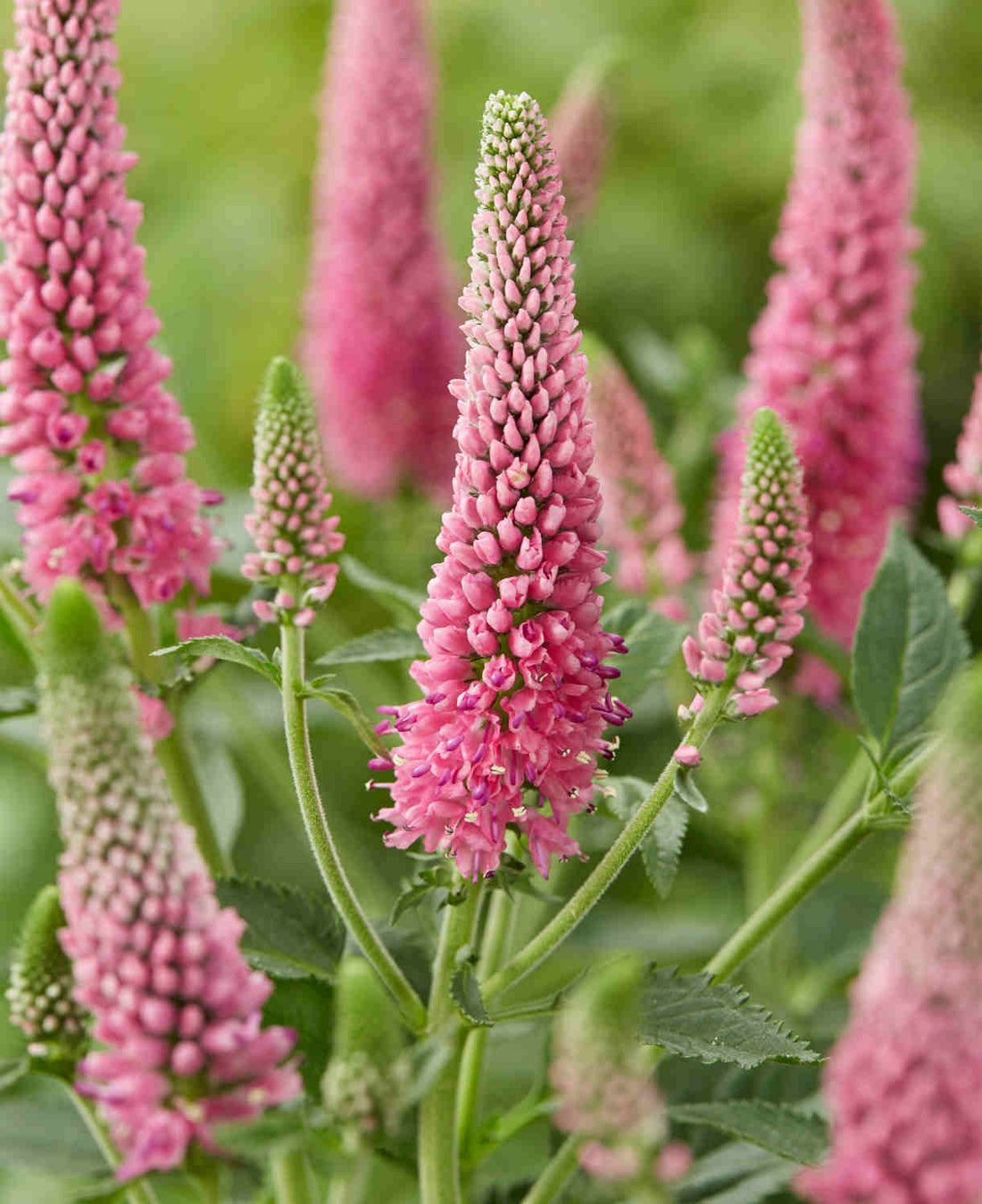 Veronica spicata "First Love"