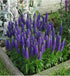 Veronica "Rroyal Candles" 0.10 - 0.20 m by Gradina Noastra