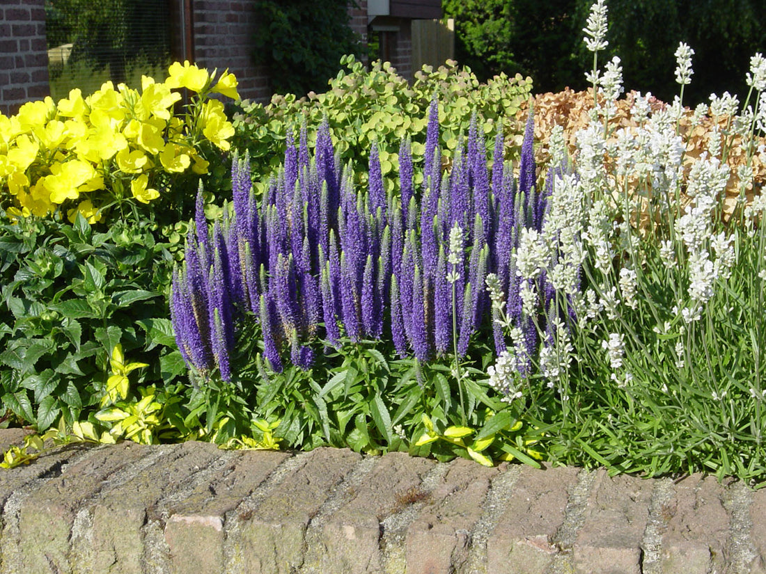 Veronica "Rroyal Candles" 0.10 - 0.20 m by Gradina Noastra