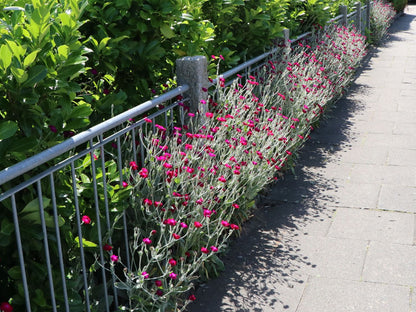 Lychnis coronaria &quot;Atrosanguinea&quot;