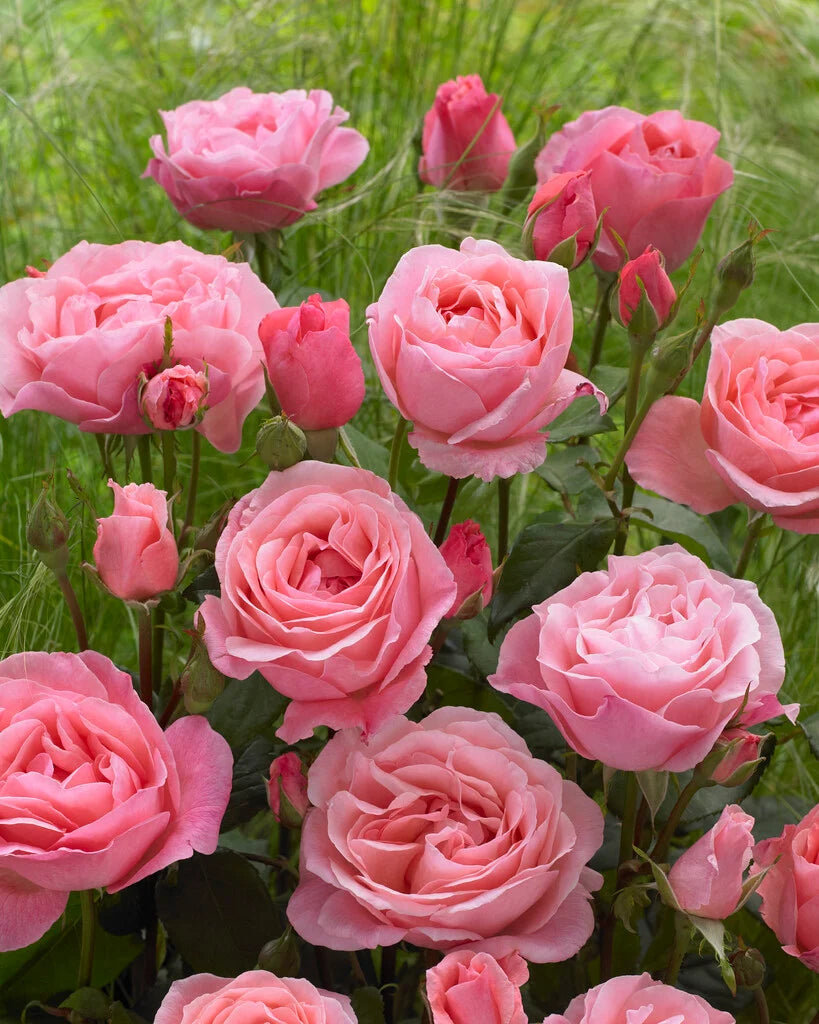 Trandafir teahibrid "Queen Elizabeth" – / Rosa HT "Queen Elizabeth"/