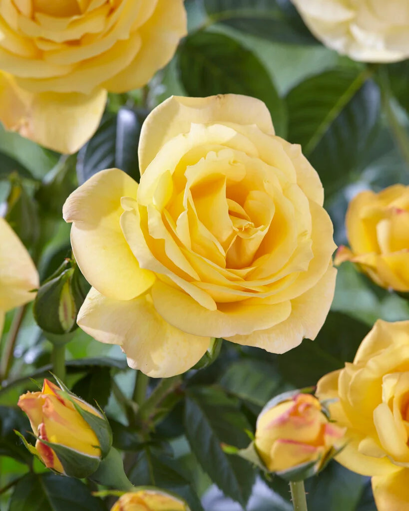 Trandafir floribunda "Arthur bell"/ Rosa floribunda "Arthur bell"/