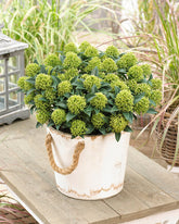 Liliac japonez "White Dwarf" / Skimmia japonica "White Dwarf"/ - Gradina Noastra