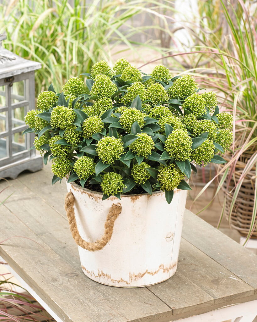 Liliac japonez "White Dwarf" / Skimmia japonica "White Dwarf"/ - Gradina Noastra