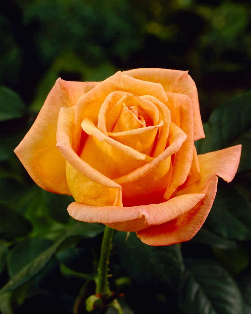 Trandafir teahibrid "Doris Tysterman" – / Rosa HT "Doris Tysterman"/