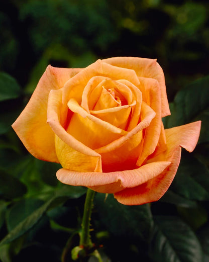 Trandafir teahibrid "Doris Tysterman" – / Rosa HT "Doris Tysterman"/
