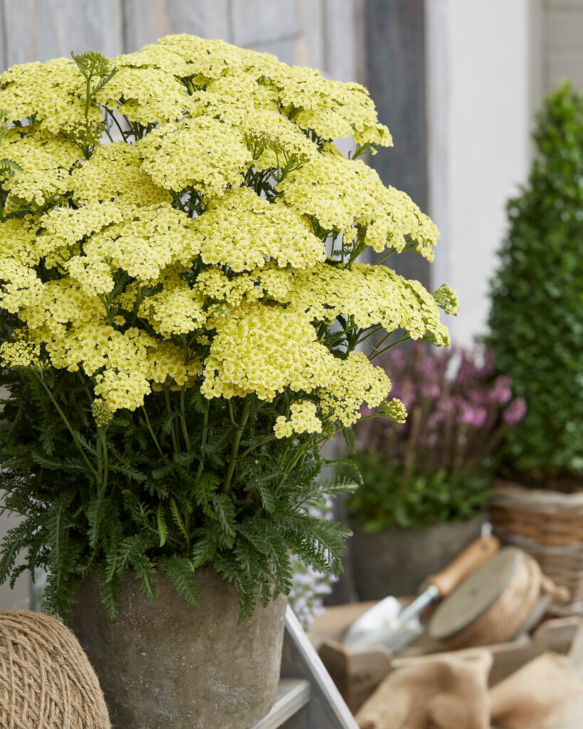Achillea millefolium "Sunny Seduction" ® 0.10 - 0.20 m by Gradina Noastra