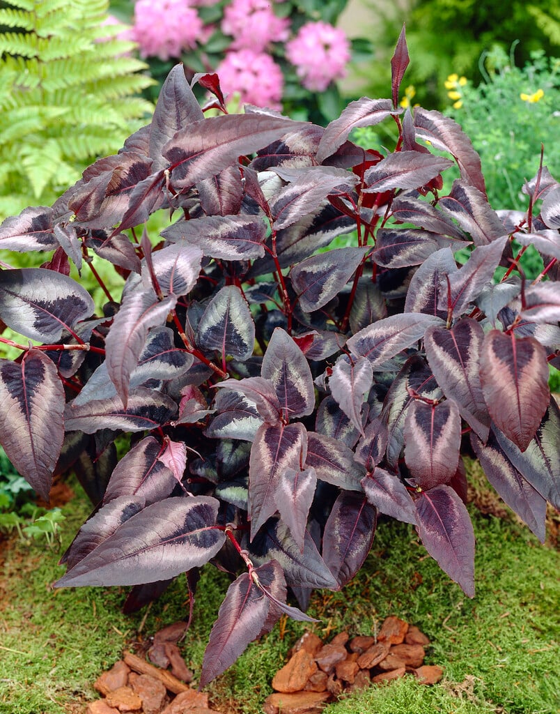 Persicaria microcephala &quot;Red Dragon&quot; 0.10 - 0.20 m