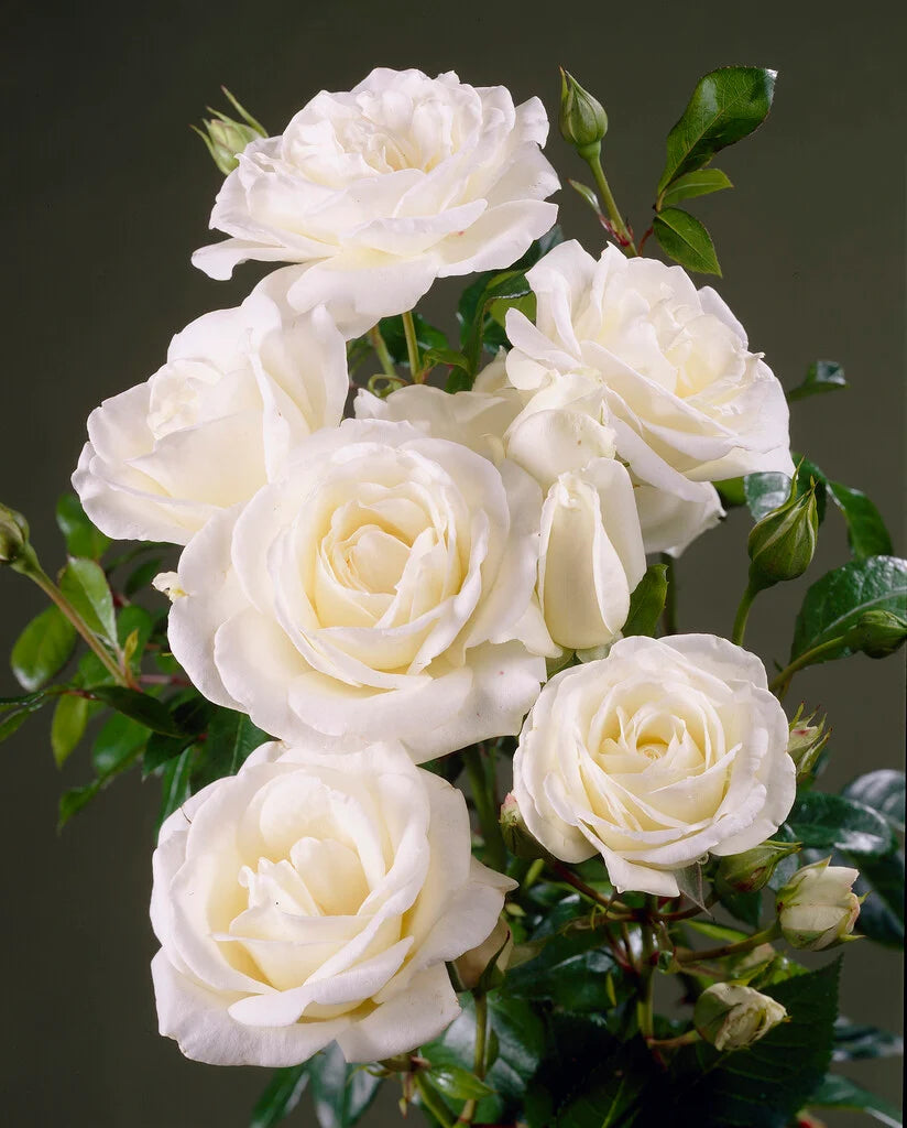 Trandafir pe picior "Helga" / Rosa "Helga"/