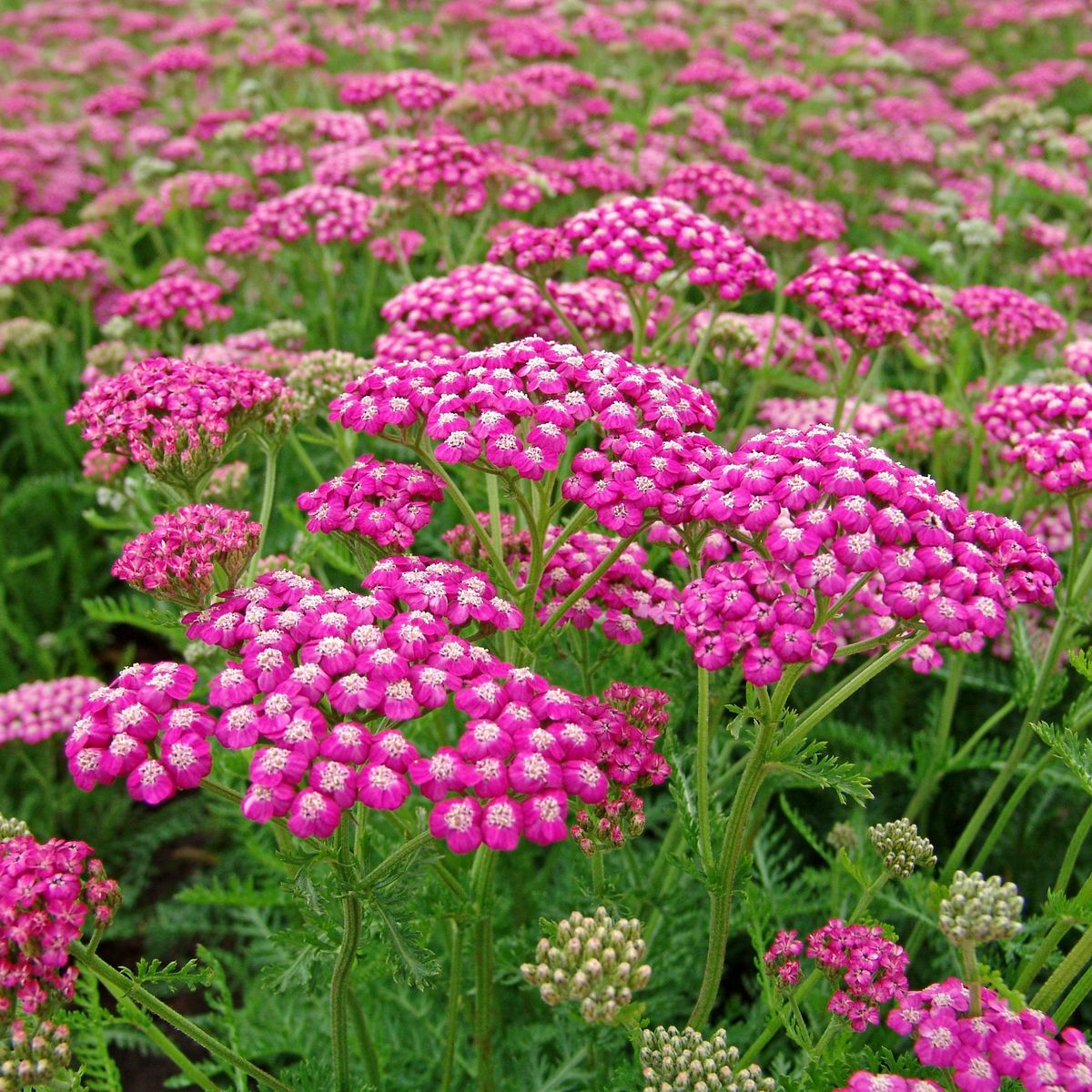 Achillea millefolium &quot;Lilac Beauty&quot; 0.10 - 0.20 m