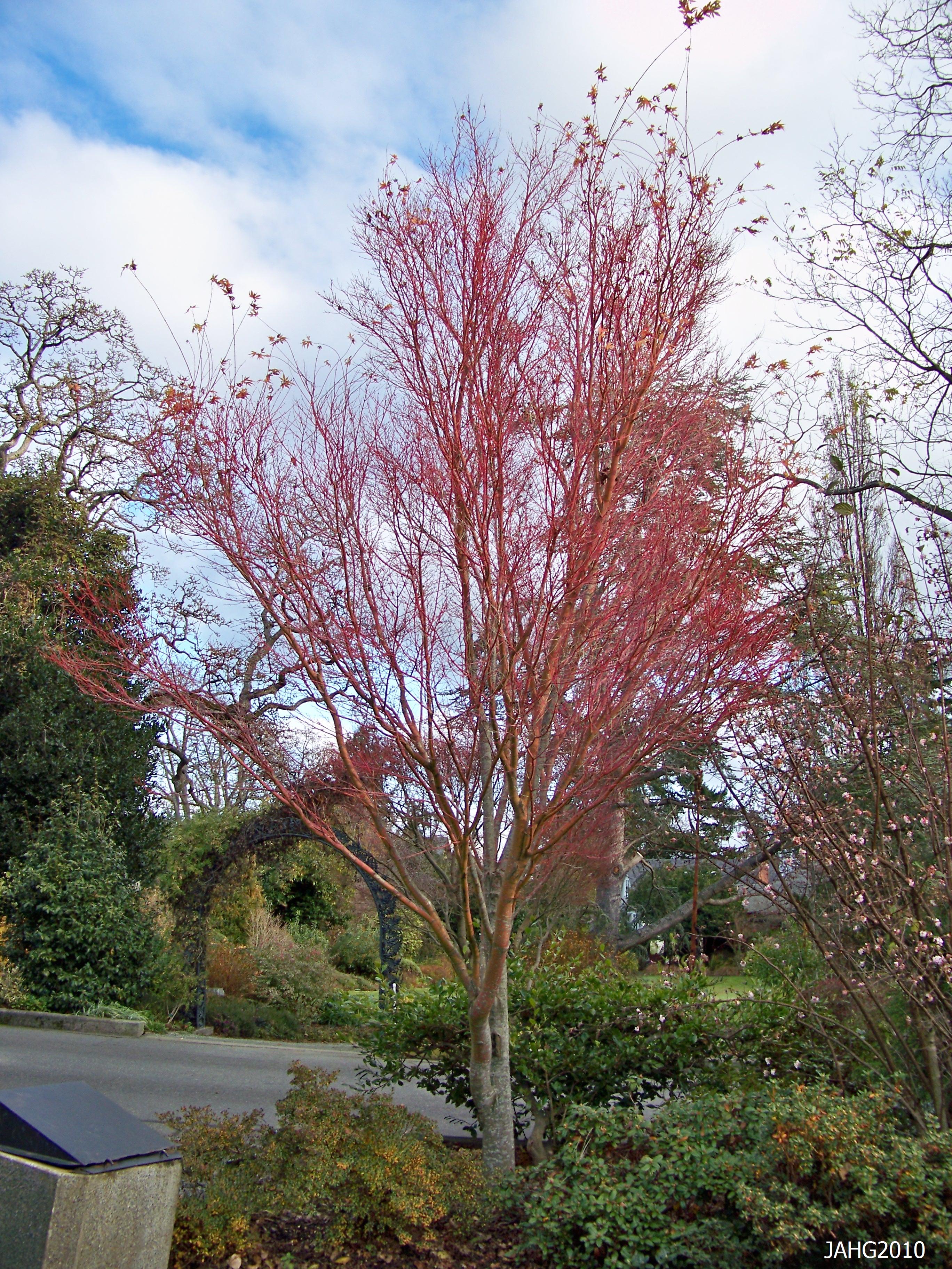 Artar japonez "Sango Kaku" / Acer palmatum &