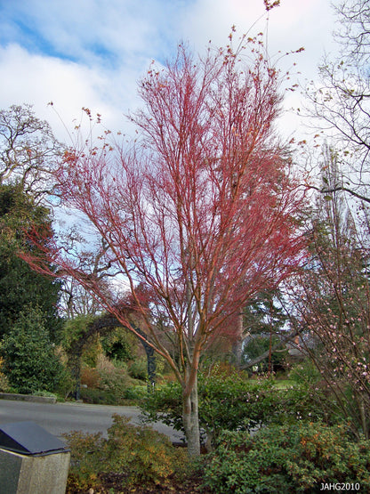 Artar japonez "Sango Kaku" / Acer palmatum &