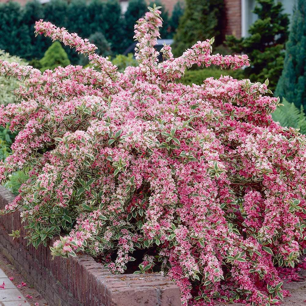 Weigela 0.40 - 0.50 mix / Weigela florida &quot;Purpurea&quot;, &quot;Nana Variegata&quot;,  &quot;Red Prince&quot; /