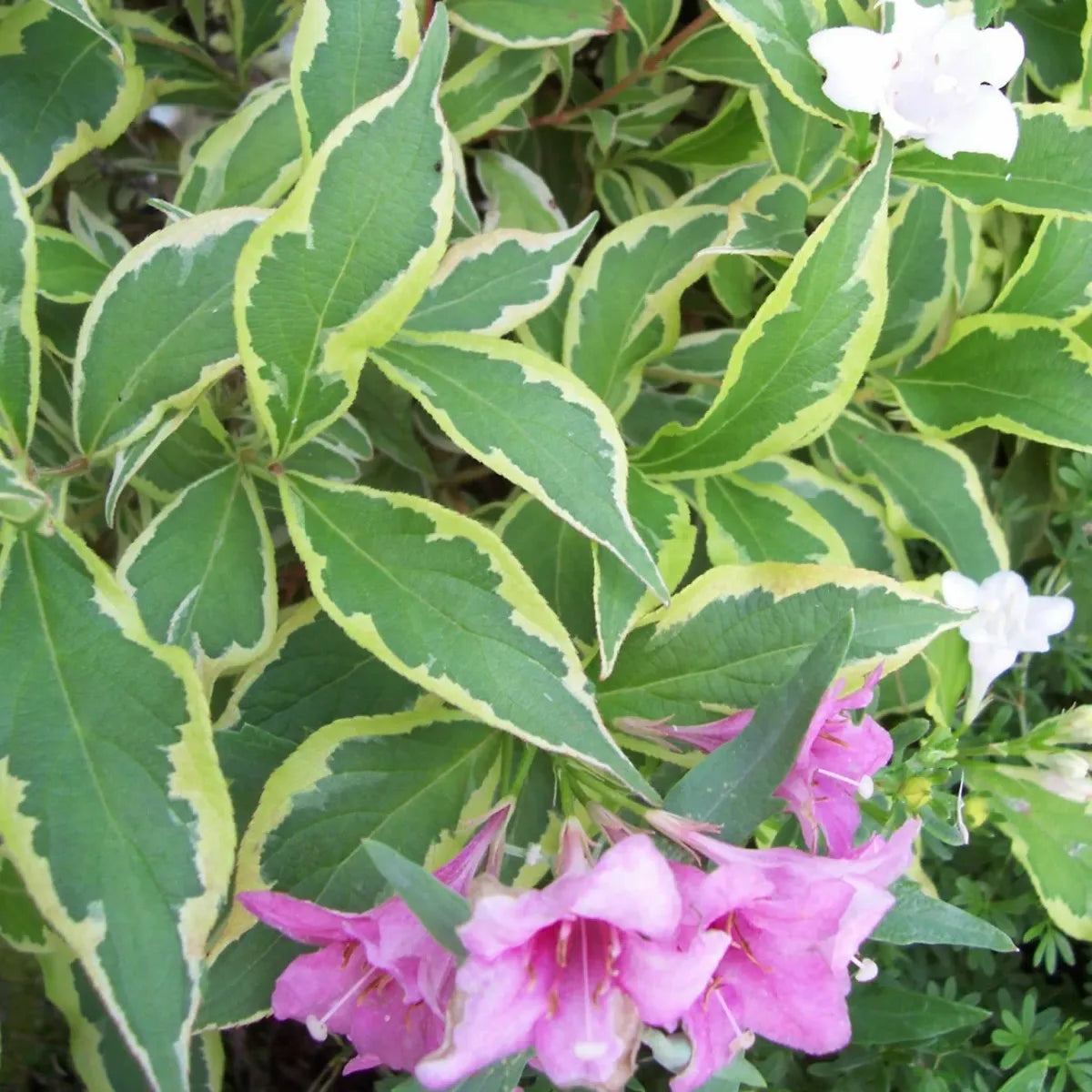 Weigela "Nana Variegata" / Weigela "Nana Variegata"/ - Gradina Noastra