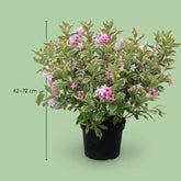 Weigela "Nana Variegata" / Weigela "Nana Variegata"/ - Gradina Noastra
