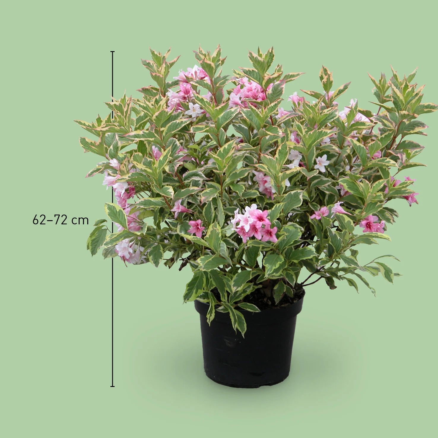 Weigela "Nana Variegata" / Weigela "Nana Variegata"/ - Gradina Noastra