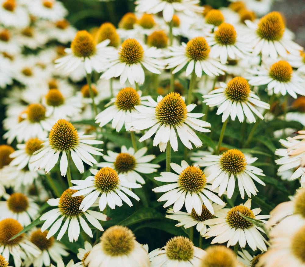 Echinacea purpurea "White Swan"