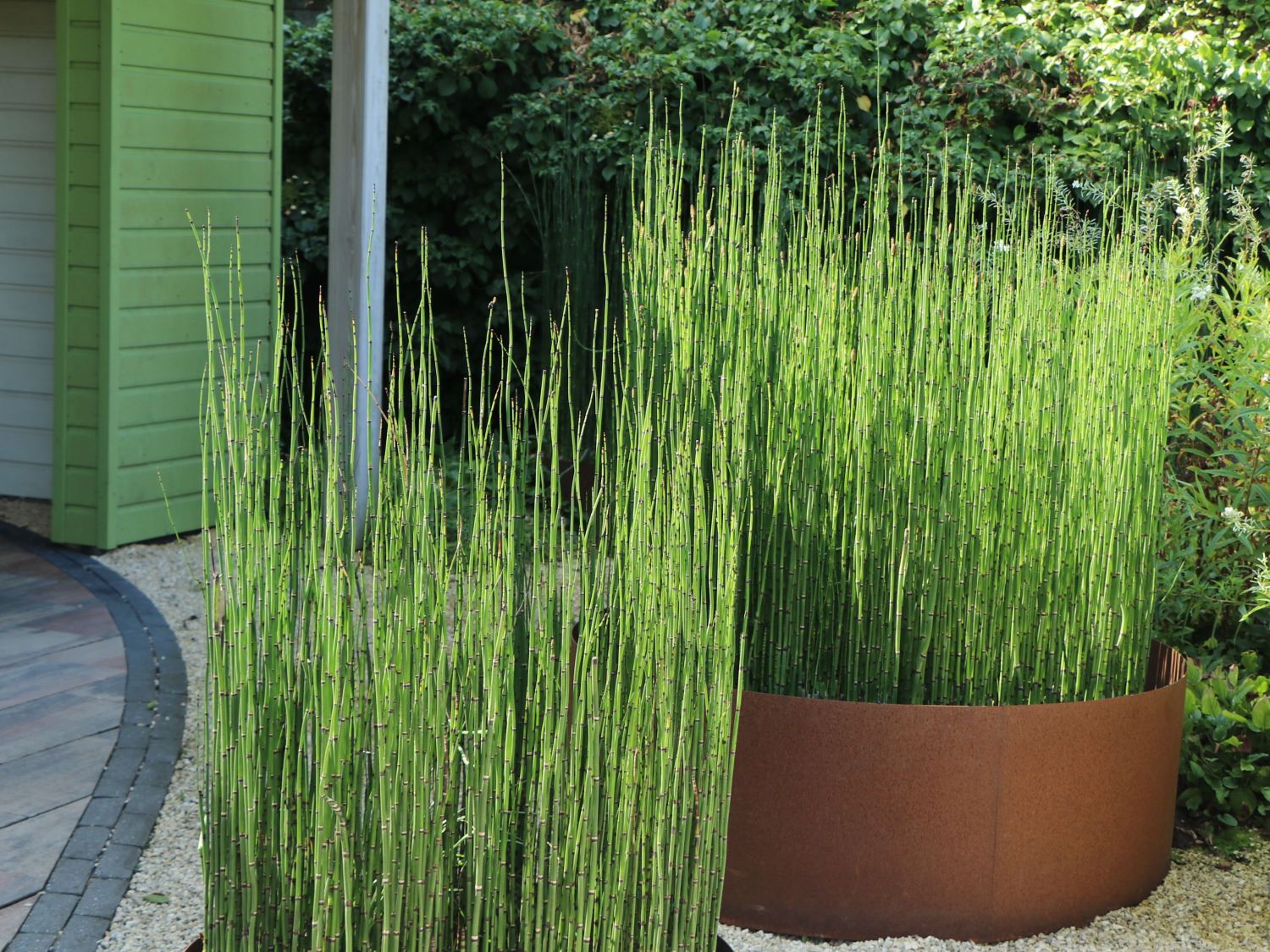 Equisetum hyemale  / Equisetum hyemale var. japonicum/ - Gradina Noastra