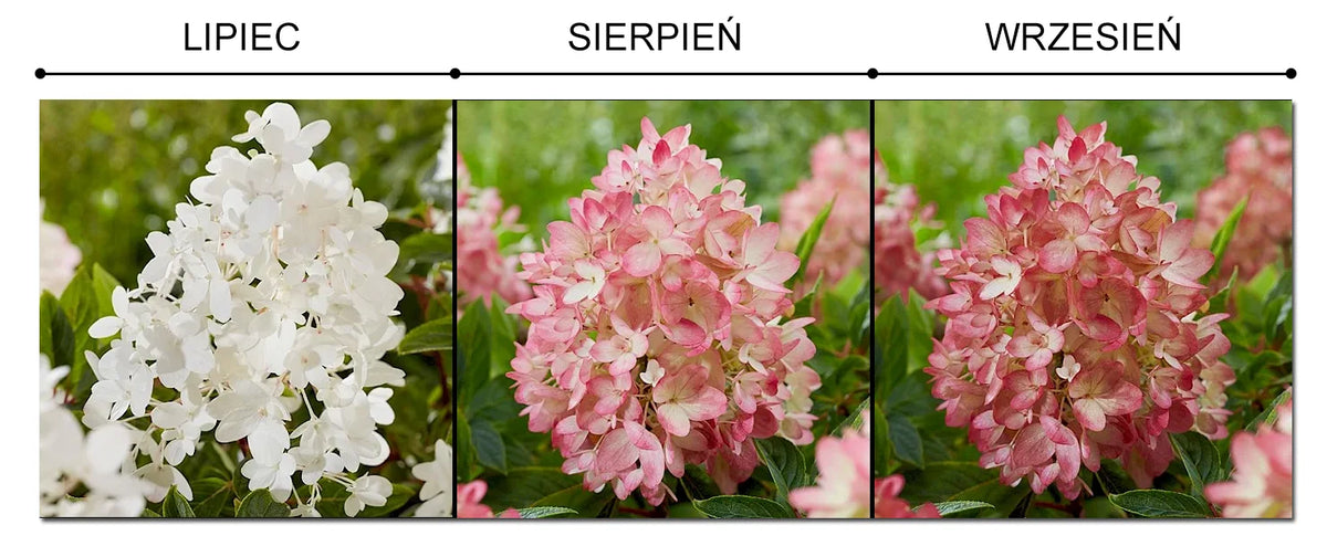 Hortensia paniculata acoperitoare de sol "Groundbreaker Blush" /Hydrangea paniculata ‘Groundbreaker Blush’/