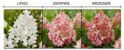 Hortensia paniculata acoperitoare de sol "Groundbreaker Blush" /Hydrangea paniculata ‘Groundbreaker Blush’/