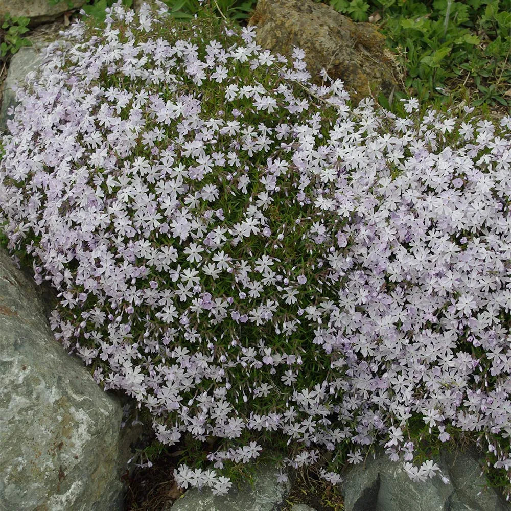 Phlox 3 culori / Phlox Subulata "Bavaria, Benita, G.F. Wilson, Fabulous Rose / - Gradina Noastra