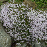 Phlox 3 culori / Phlox Subulata "Bavaria, Benita, G.F. Wilson, Fabulous Rose / - Gradina Noastra