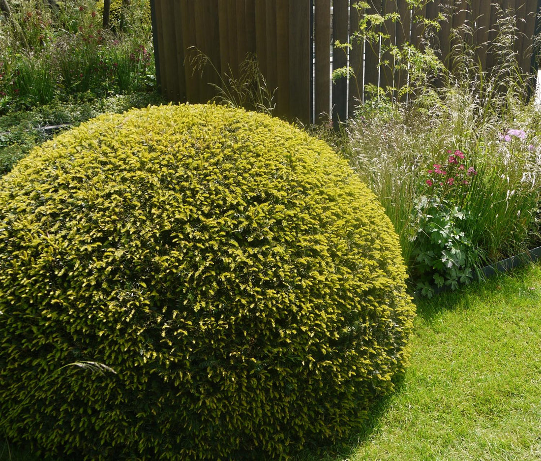 Tisa minge / Taxus baccata / by gradina-noastra