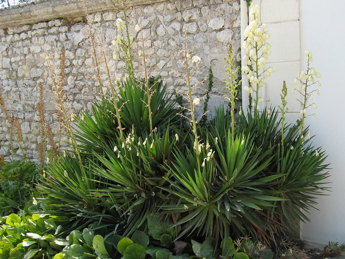 Yucca gloriosa / Yucca gloriosa /