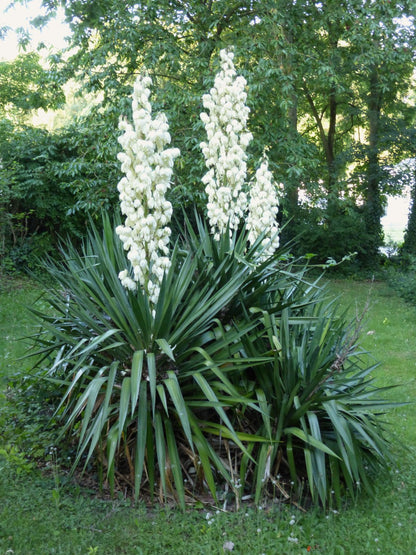 Yucca gloriosa / Yucca gloriosa /