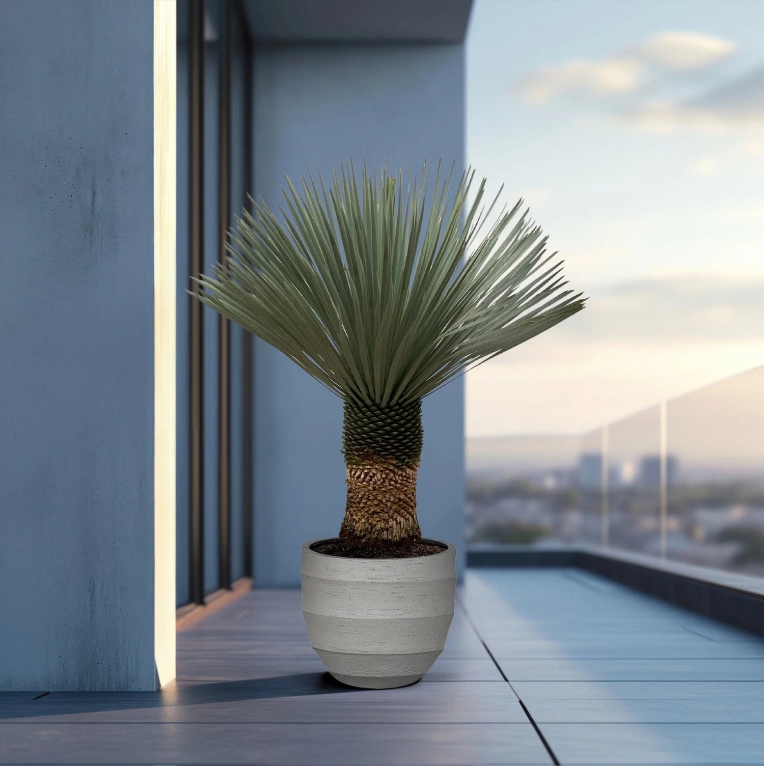 Yucca rostrata / Yucca rostrata/