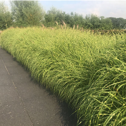 Iarba elefantului &quot;Strictus&quot; 0.20 - 0.30 m / Miscanthus sinensis &quot;Strictus&quot; /