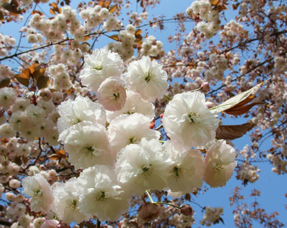 Japanese cherry &quot;Kanzan&quot; 2.00 - 2.50 m / Prunus serrulata &quot;Kanzan&quot; /