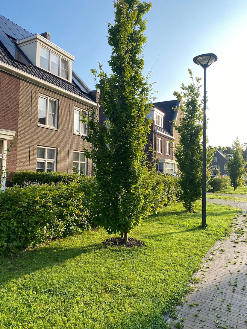 Fag columnar "Dawyck Gold" / Fagus sylvatica „Dawyck Gold” /