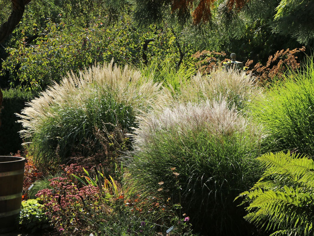 Iarba elefantului "Adagio" / Miscanthus sinensis "Adagio" /