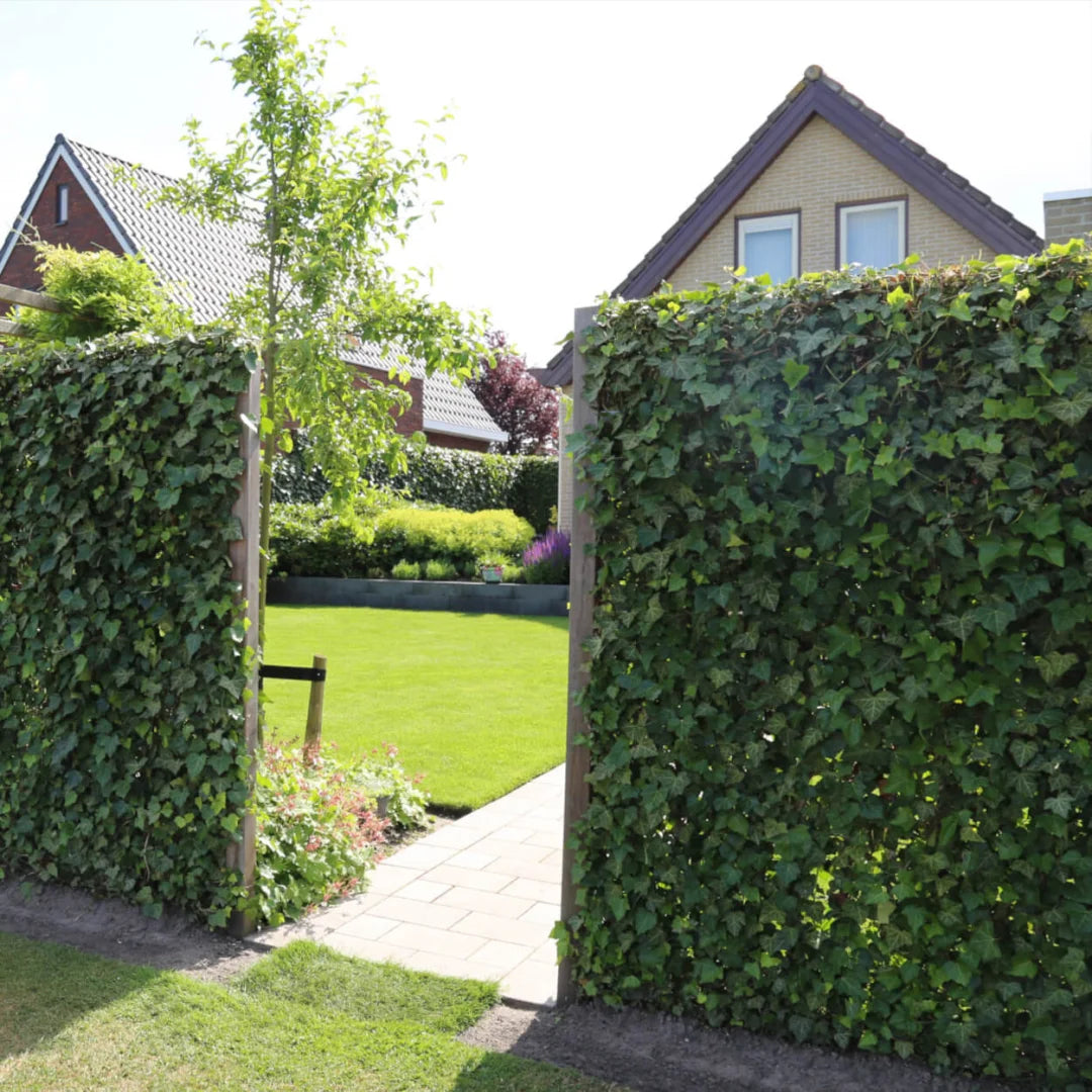 Iedera 0.50 m / Hedera helix mix / by gradina-noastra