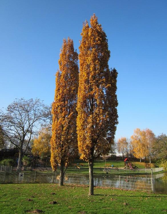 Stejar columnar &quot;Koster&quot; 3.00 - 3.50 m / Quercus robur &quot;Fastigiata Koster&quot;/ gradina-noastra
