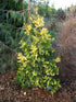 Cedrul de California variegat 1.50 - 1.70 m / Calocedrus decurrens "Aureovariegata"/ gradina-noastra