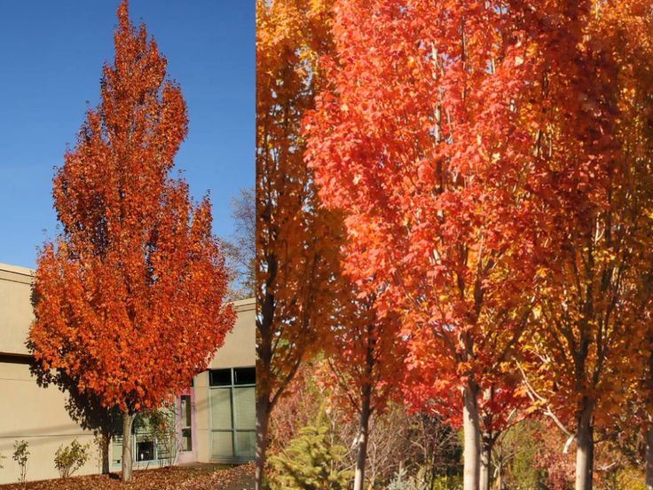 Artar rosu „Armstrong” 2.50 - 3.50 m / Acer rubrum „Armstrong” / by gradina-noastra