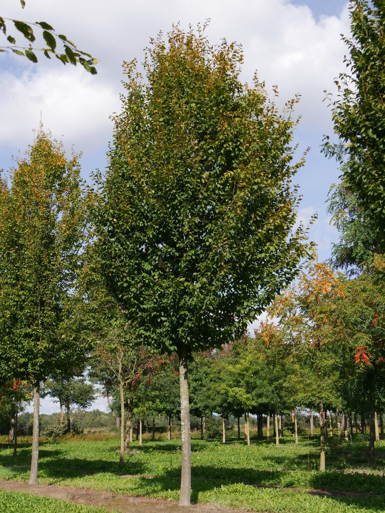 Carpen &quot;Monumentalis&quot; arbore 3.00 - 4.00 m / Carpinus betulus &quot;Monumentalis&quot;/ gradina-noastra