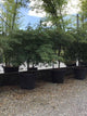 Artar japonez "Viridis" 1.50 - 1.70 m / Acer palmatum dissectum  "Viridis" /