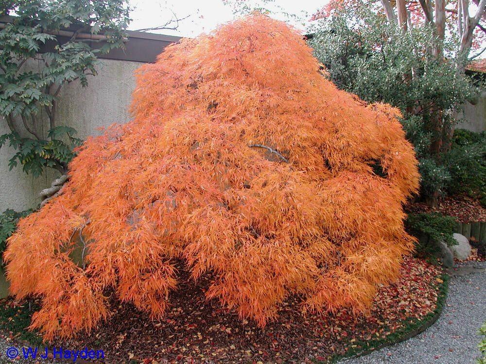 Artar japonez "Viridis" 1.50 - 1.70 m / Acer palmatum dissectum "Viridis" / gradina-noastra