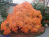 Artar japonez "Viridis" 1.50 - 1.70 m / Acer palmatum dissectum  "Viridis" / gradina-noastra