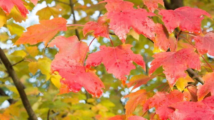 Artar rosu „October Glory” 2.50 - 3.50 m / Acer rubrum „October Glory” / gradina-noastra