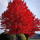 Artar rosu „October Glory” 2.50 - 3.50 m / Acer rubrum „October Glory” / gradina-noastra
