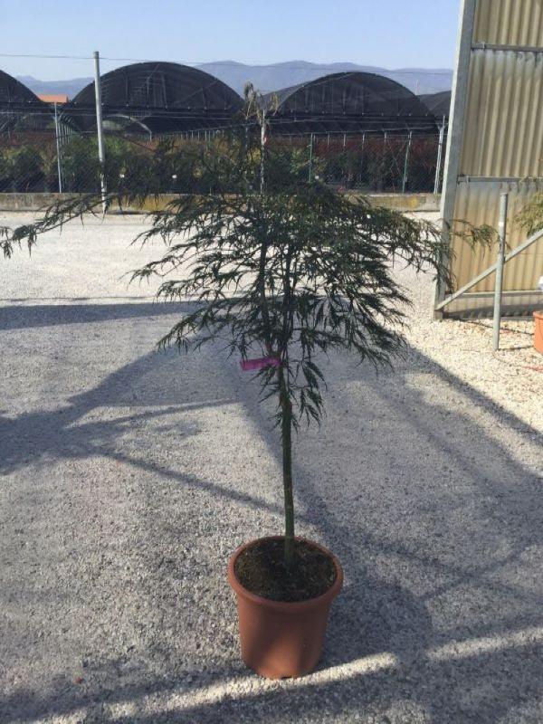 Artar japonez "Inaba Shidare" 1.20 - 1.40 m / Acer palmatum dissectum "Inaba Shidare"/ gradina-noastra