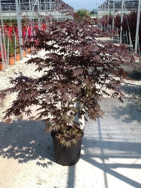 Artar japonez &quot;Bloodgood&quot; 1.50 - 1.70 m / Acer palmatum &quot;Bloodgood&quot; / gradina-noastra