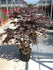 Artar japonez "Bloodgood" 1.50 - 1.70 m / Acer palmatum "Bloodgood" / gradina-noastra