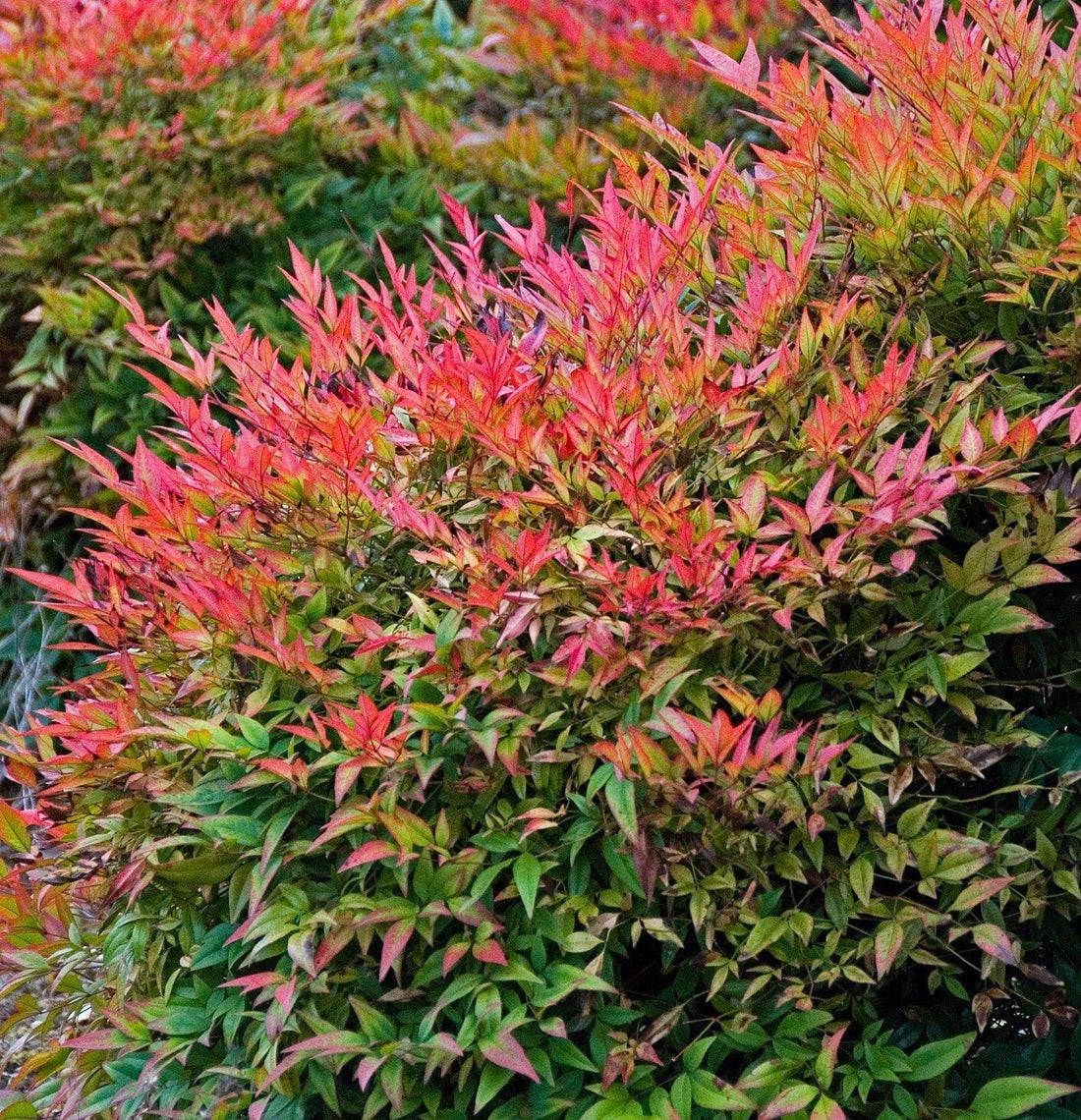 Bambus sfant &quot; Obsessed &quot; 0.40 - 0.60 m / Nandina domestica &quot;Obsessed&quot;/ gradina-noastra
